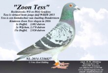 Genoemde duif heb ik op een bon gekocht bij Wil Geudens in het Brabantse Knegsel. Hij heeft mij goed bedeeld want hij had voor mij 2 jongen uit zijn jonge talent Tess. Volgens Gerard Koopman een super kweekduif. En dat bleek want meteen het eerste jaar gaf hij samen met de Belg 96 enkele goed vliegduiven.